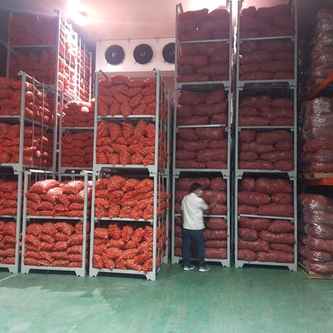 onion at cold strage