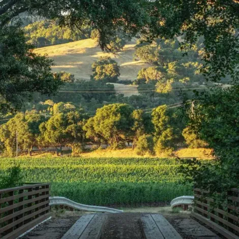 Vineyard-3-Annahala-Ranch-Anderson-Valley-1024x640.webp