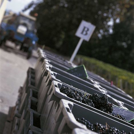 Château Phelan Segur_Wines_Grapes