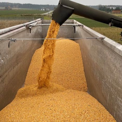 Agro Gold - Processing Product