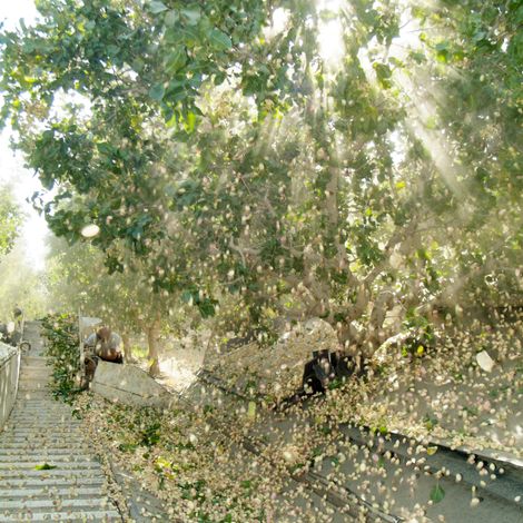 Keenan Farms - Pistachio Trees