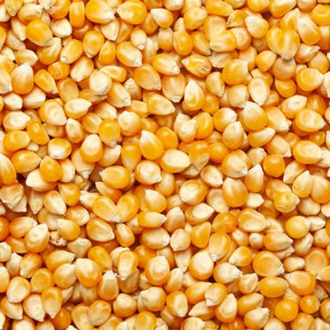 Corn Seeds