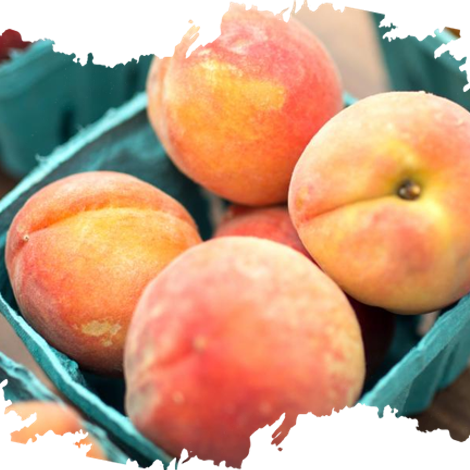 Union Fruit Export (Pvt) Ltd.