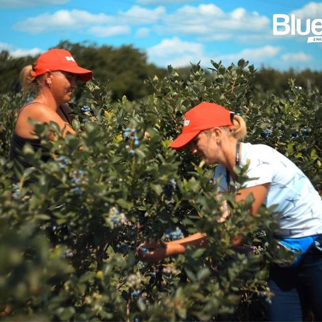 BlueBerry LLC - Blueberry Harvest