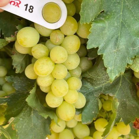 Valley Fresh Exports_Table Grapes_Menindee