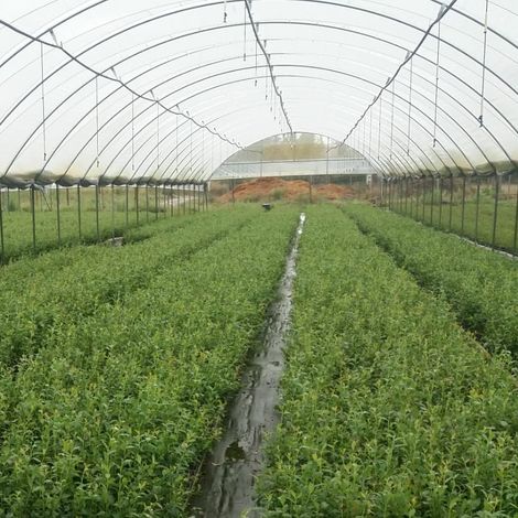 Berrysmart, Lda - Plantation