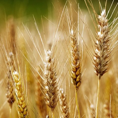 Italgrani USA - Grains