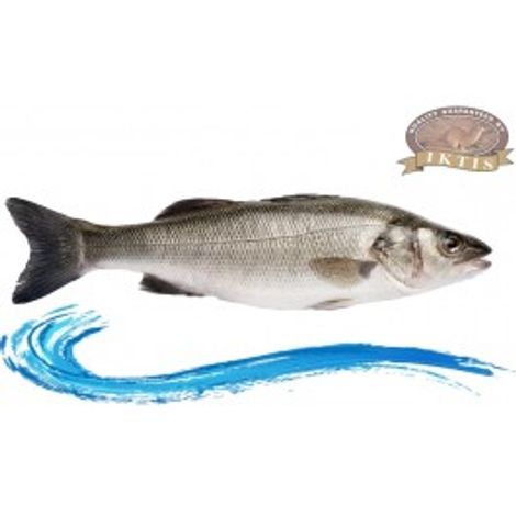 sea bass