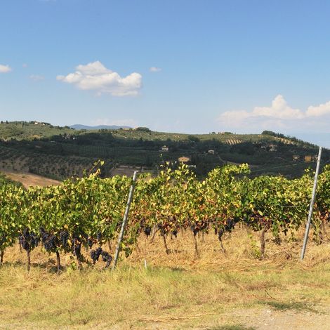 VINEYARDS