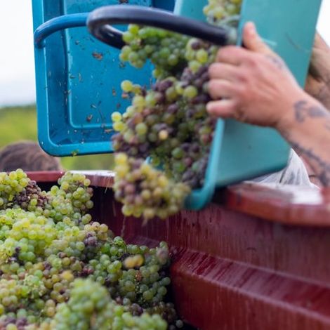 Château Pourquey Gazeau - Product