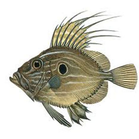 MEDITERRANEAN FISH CO., LTD. A. KARABOURNIOTIS & CO. OE
