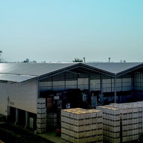 ARBOLAR CITRUS S.A.