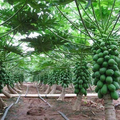 papaya farming