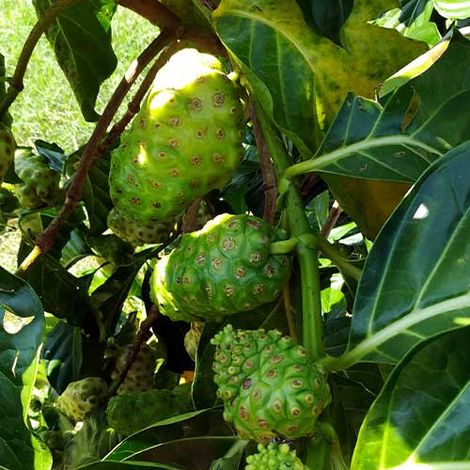 PAMEM S.A. DE C.V. - Fruit Product