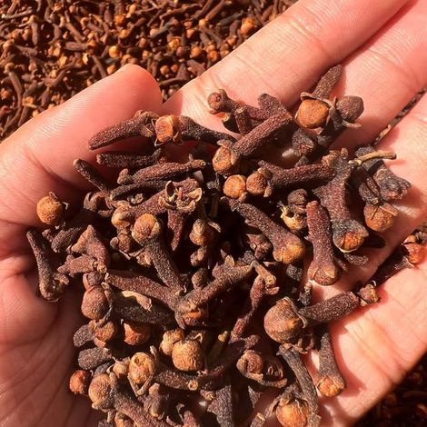 CLOVES