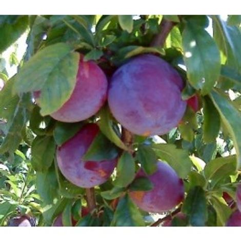 Angeleno Plum
