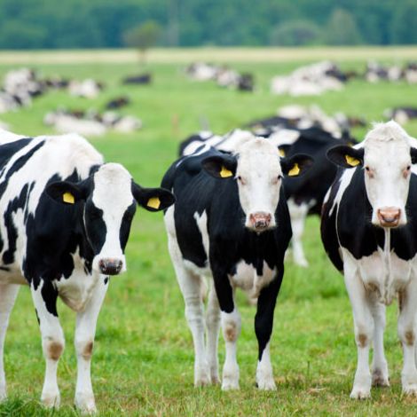 COSTA-RICA-dairy-farms.jpeg