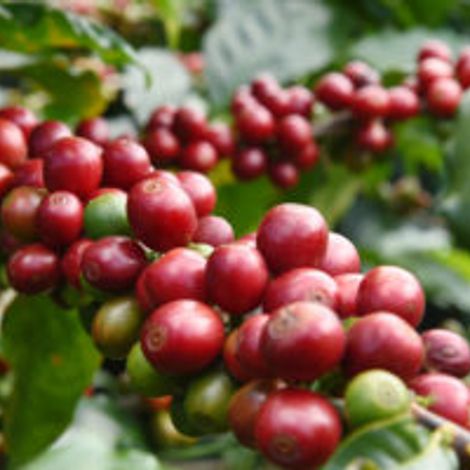 Elba Brazilian Coffee