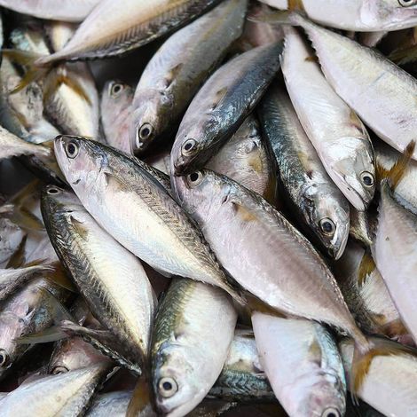 sardinas-2.jpg