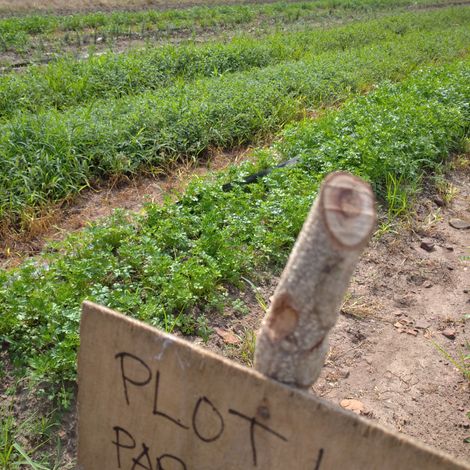 Parsley Plot
