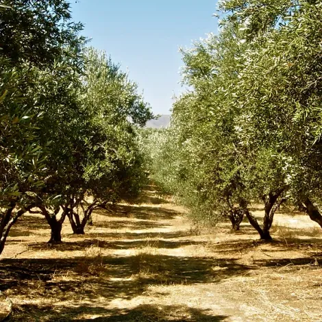 the-olive-pharm-trees-3.webp