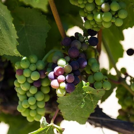Grapes