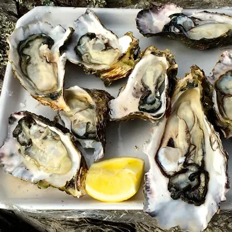 Matakana Oysters Limited - Oysters