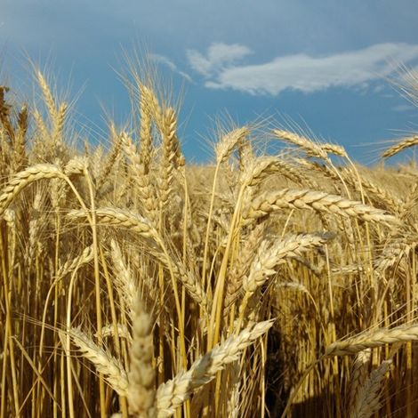 wheat.jpg
