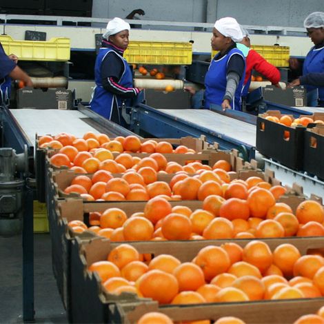 Denau Fruit - Facility