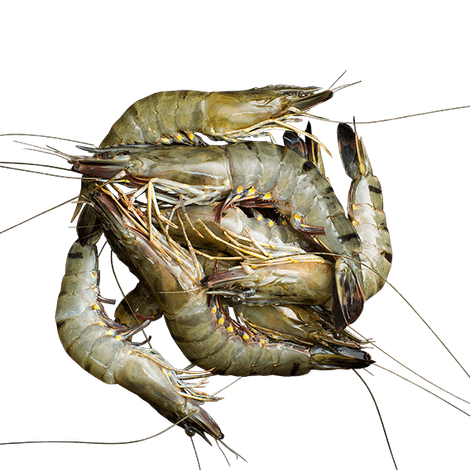 shrimp.png
