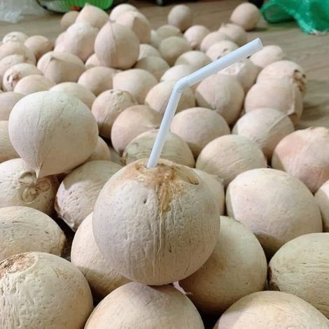 Phuc Linh Trading Development Company Limited - Coconut