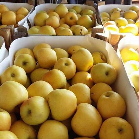 Apples