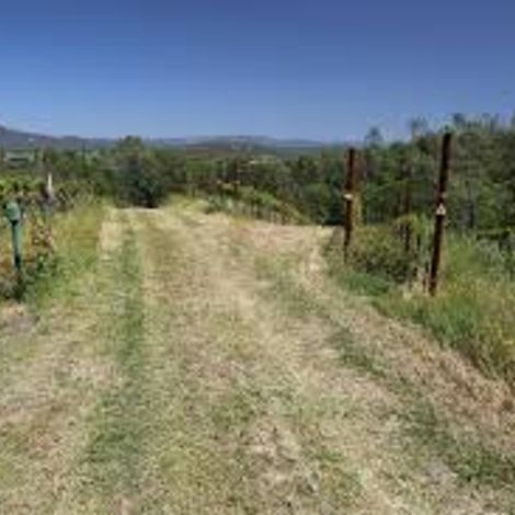 Clark C vineyard 4.jpg