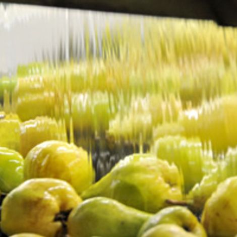 Visa Fruits SA - Production Area