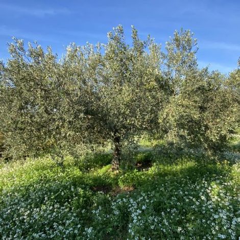 Nocellara del Belice Tree