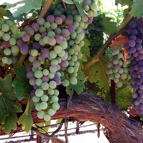 Fiftyrow Vineyards_Wines_Wines