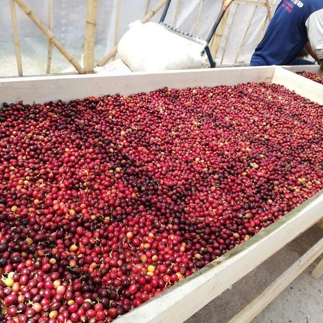 Latorre & Dutch Coffee Traders Pty Ltd.