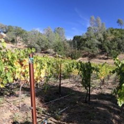 Laura Michael Wines_Wine_Vineyards