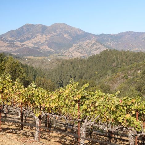 Lerner Vineyard 4.jpg