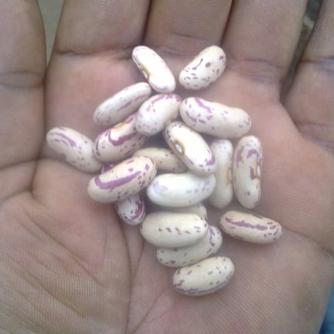 Light Speckled Kidney Beans (Long)