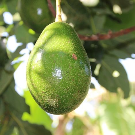 UGANDA_biofresh_27_7_2014_c_Kipepeo_Anne_Welsing_36_Avocado_Jumbo.jpg