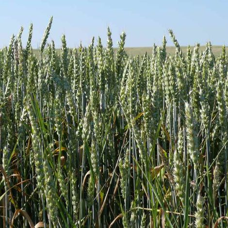 barley