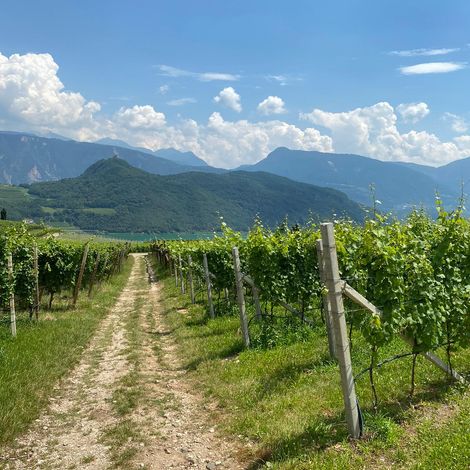 The Vineyard