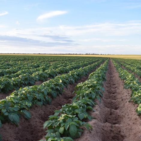 Longtrail Farms - Plantation
