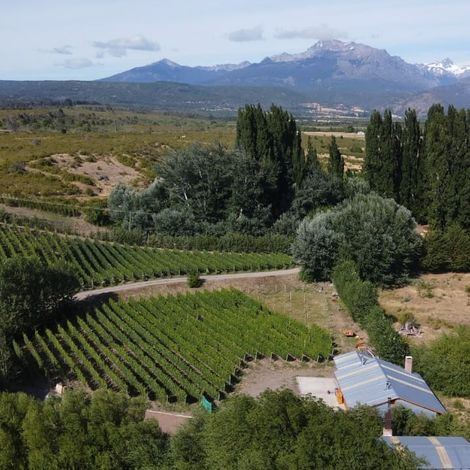 Viñas del Nant y Fall - Vineyard