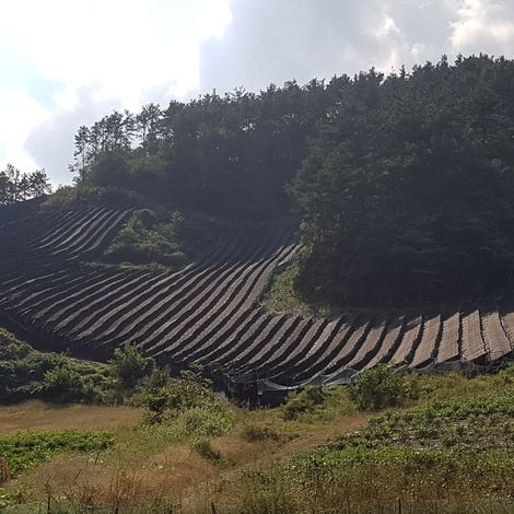 Ginseng farm