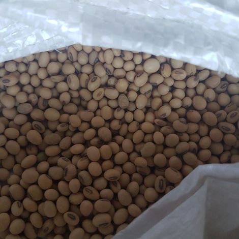 Soybean