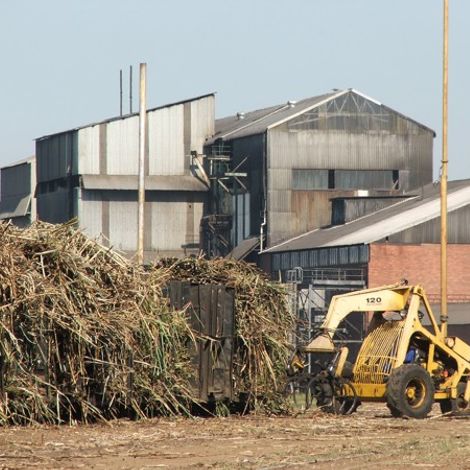 Sunshine Sugar Specialties (Pty) Ltd - Sugarcane