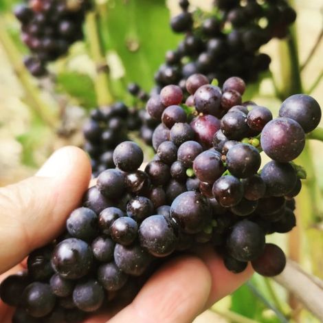 Bangor Vineyard Shed_Wine_Grapes