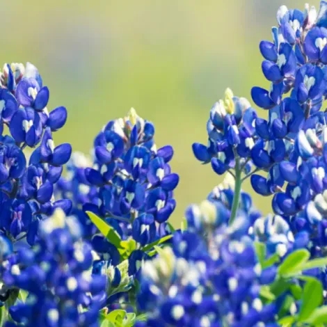 Prolupin GmbH - Product